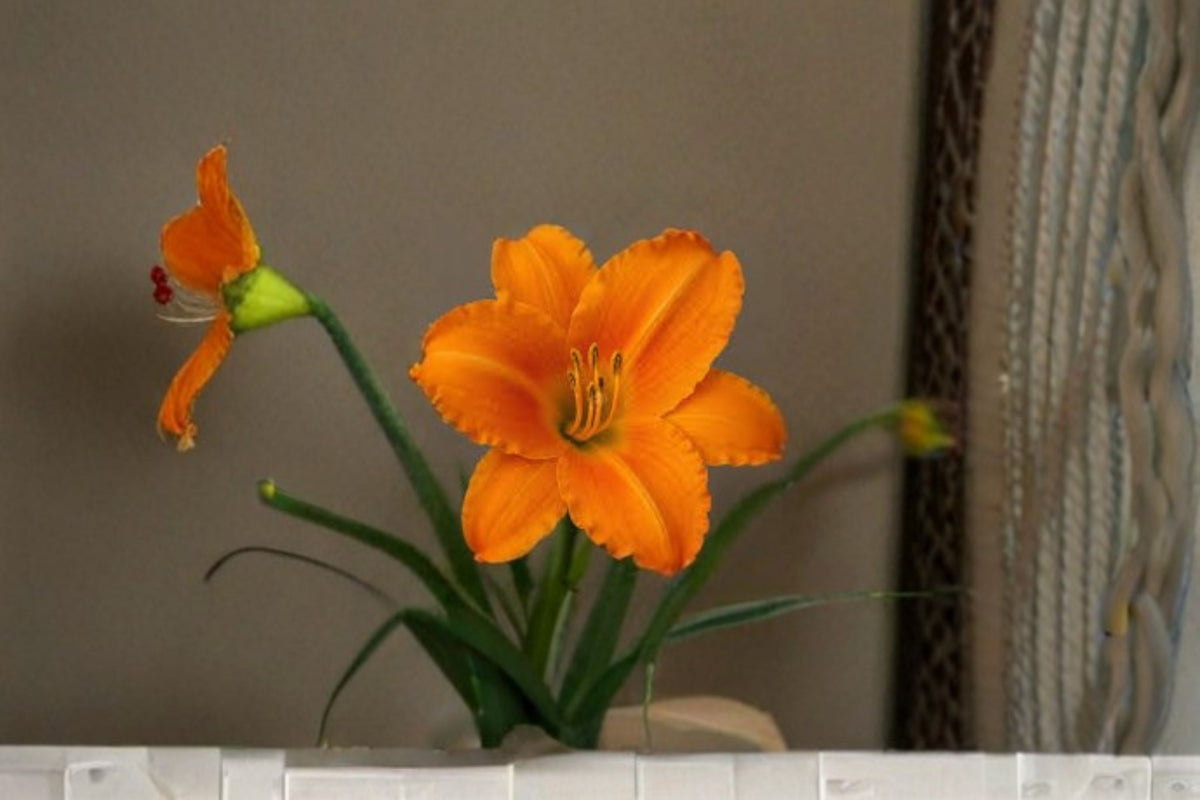 Orange Vols Daylily Live Plant – Bare Root Perennial Flower