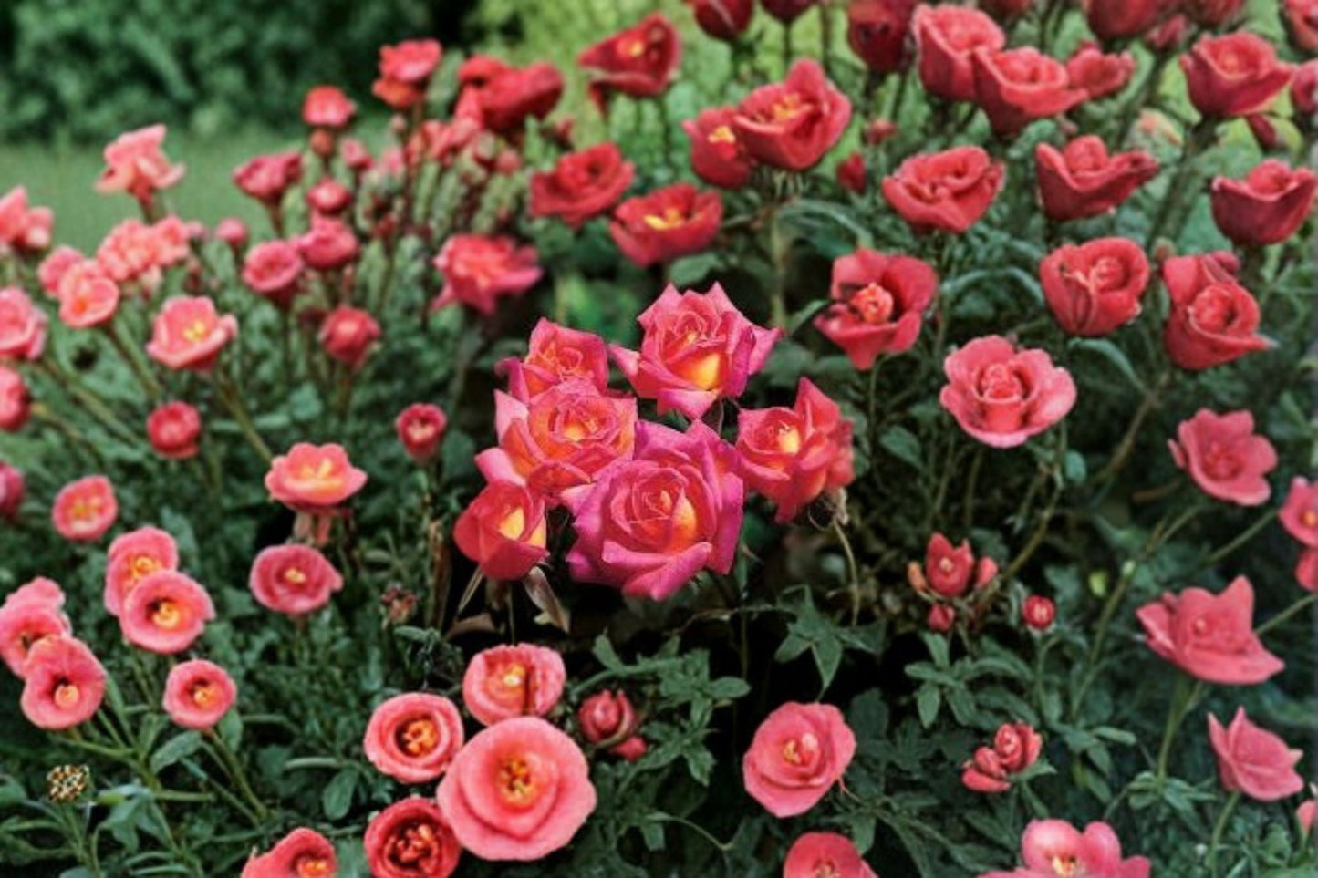 Hot Tamale Miniature Rose Live Plant – 4 Inch Pot – Multicolor Rose Bush