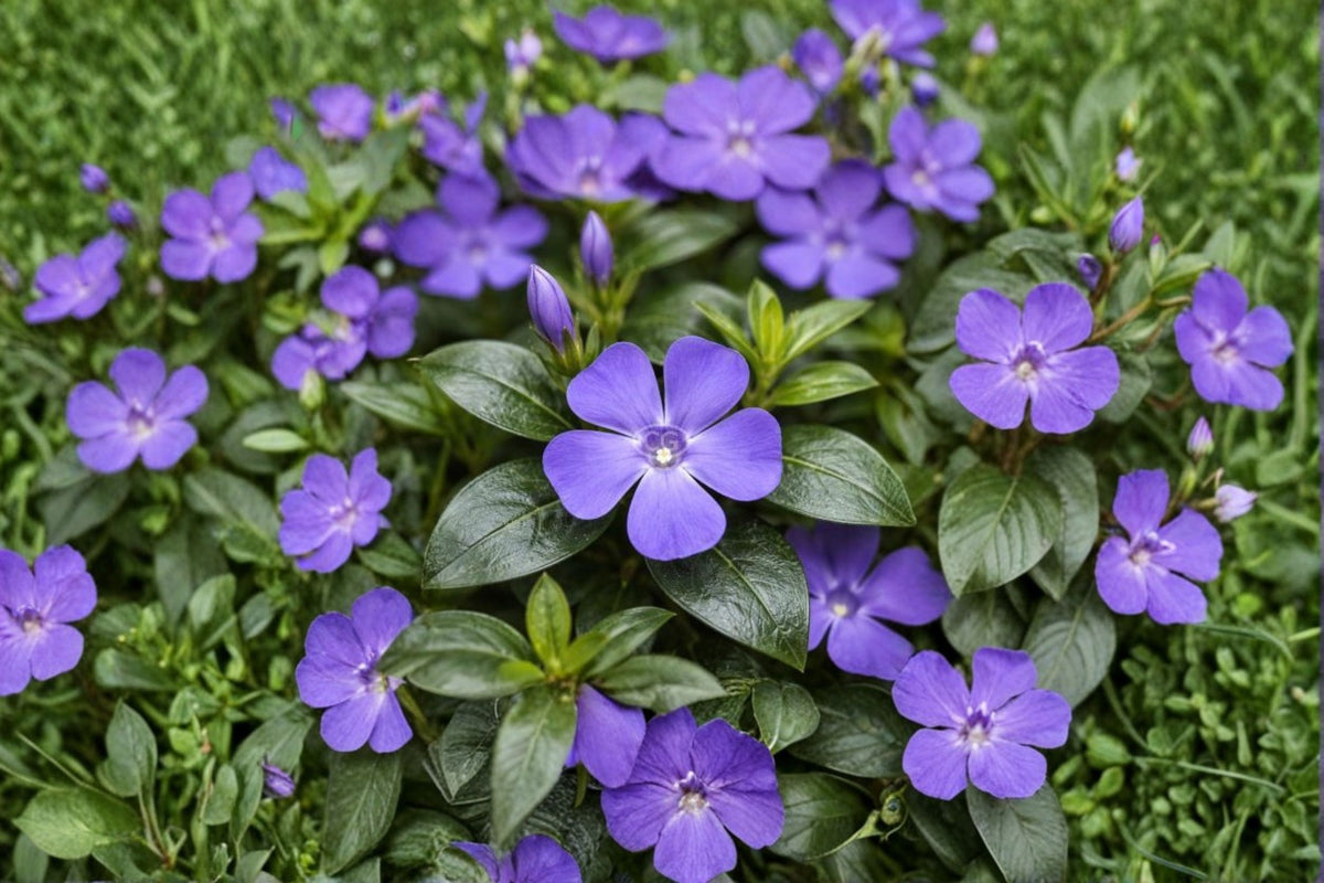 Vinca Minor Live Plant | Periwinkle Evergreen Groundcover | Violet Blue Flowers | 4 Inch Pot | Hardy Ground Cover Plant | Zones 4-9
