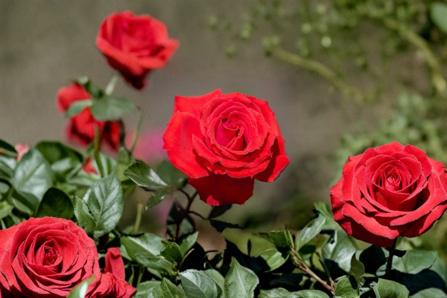 Red Rose Live Plant – 1–2 ft Tall – Grow Bag – Rosa Hybrid