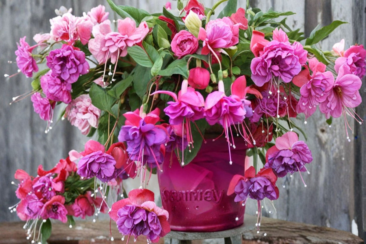 Blue Eye Fuchsia Live Plant | Fuchsia Hybrid | 3-6 Inch Plant in 5 Inch Pot | Elegant Flowering Plant | Long-Blooming Patio Plant