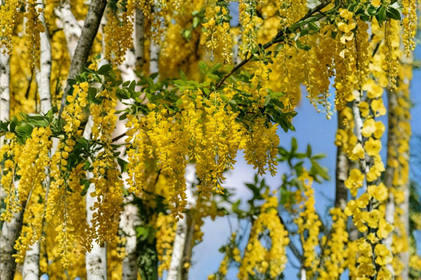 Golden Chain Tree Live Potted Plant – 18–30" Tall – Laburnum anagyroides
