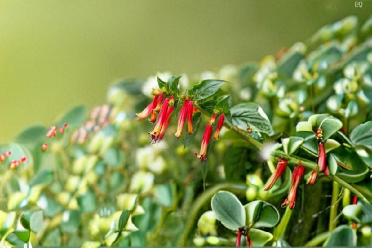 Firecracker Plant Live Shrub – Scarlet Flowering Hummingbird Plant