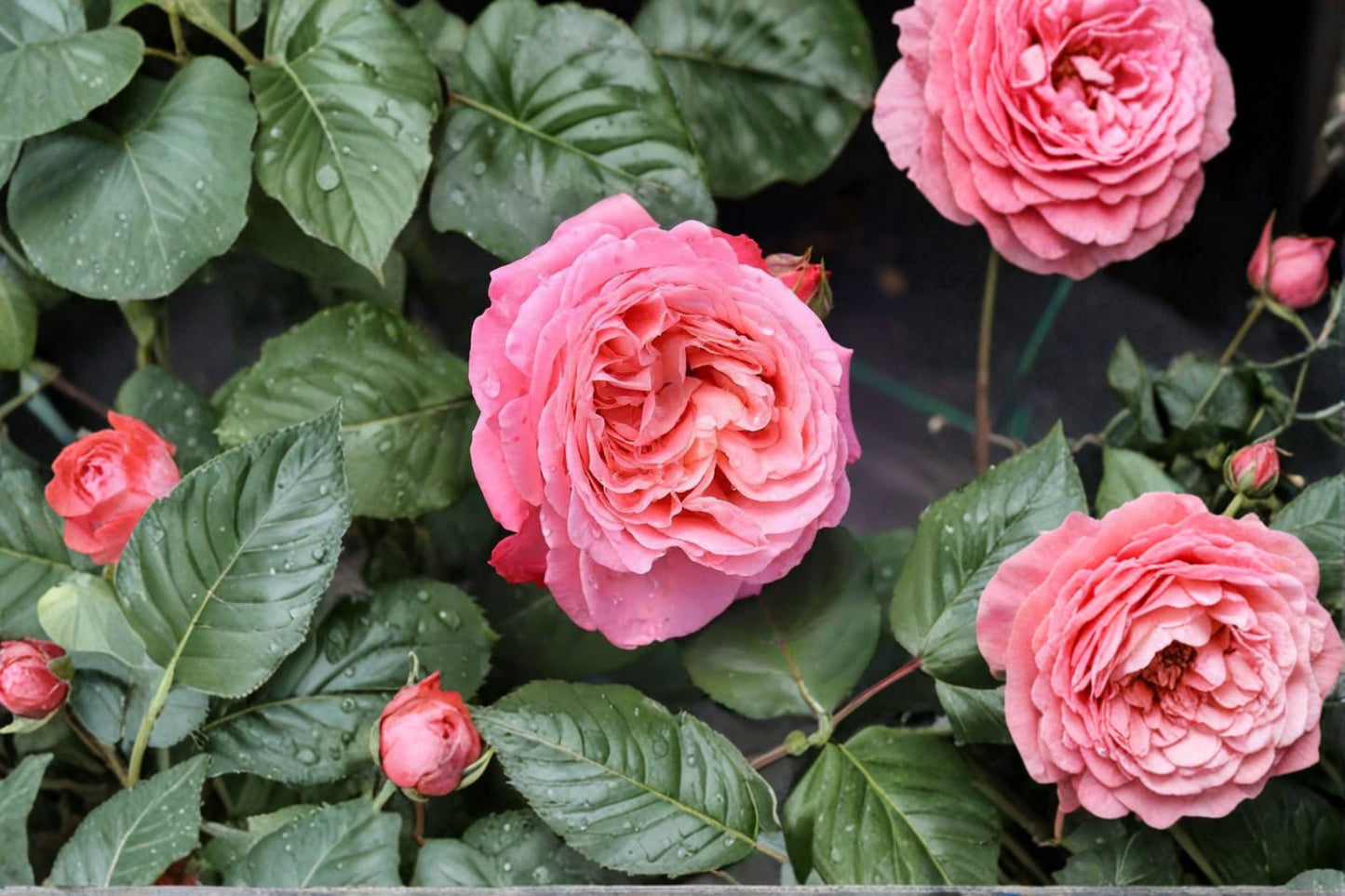 Reminiscent Coral Rose Live Plant – Quart Pot – Pink Flowering Shrub – Rosa