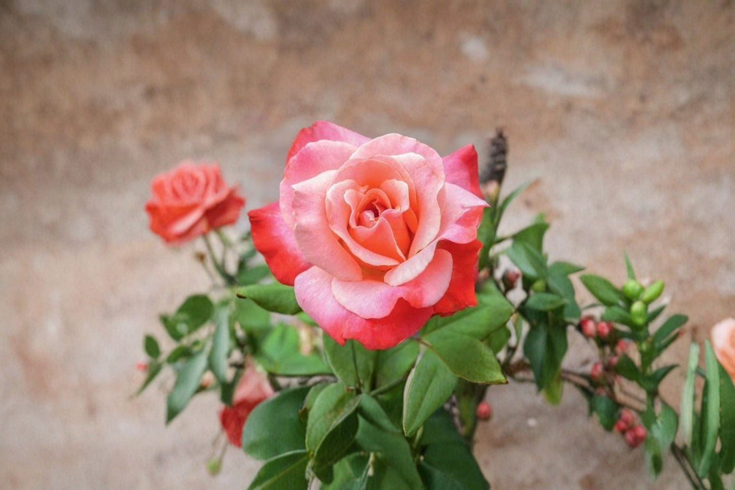 Color Magic Hybrid Tea Rose Live Starter Plant – Fragrant Rosa Hybrid