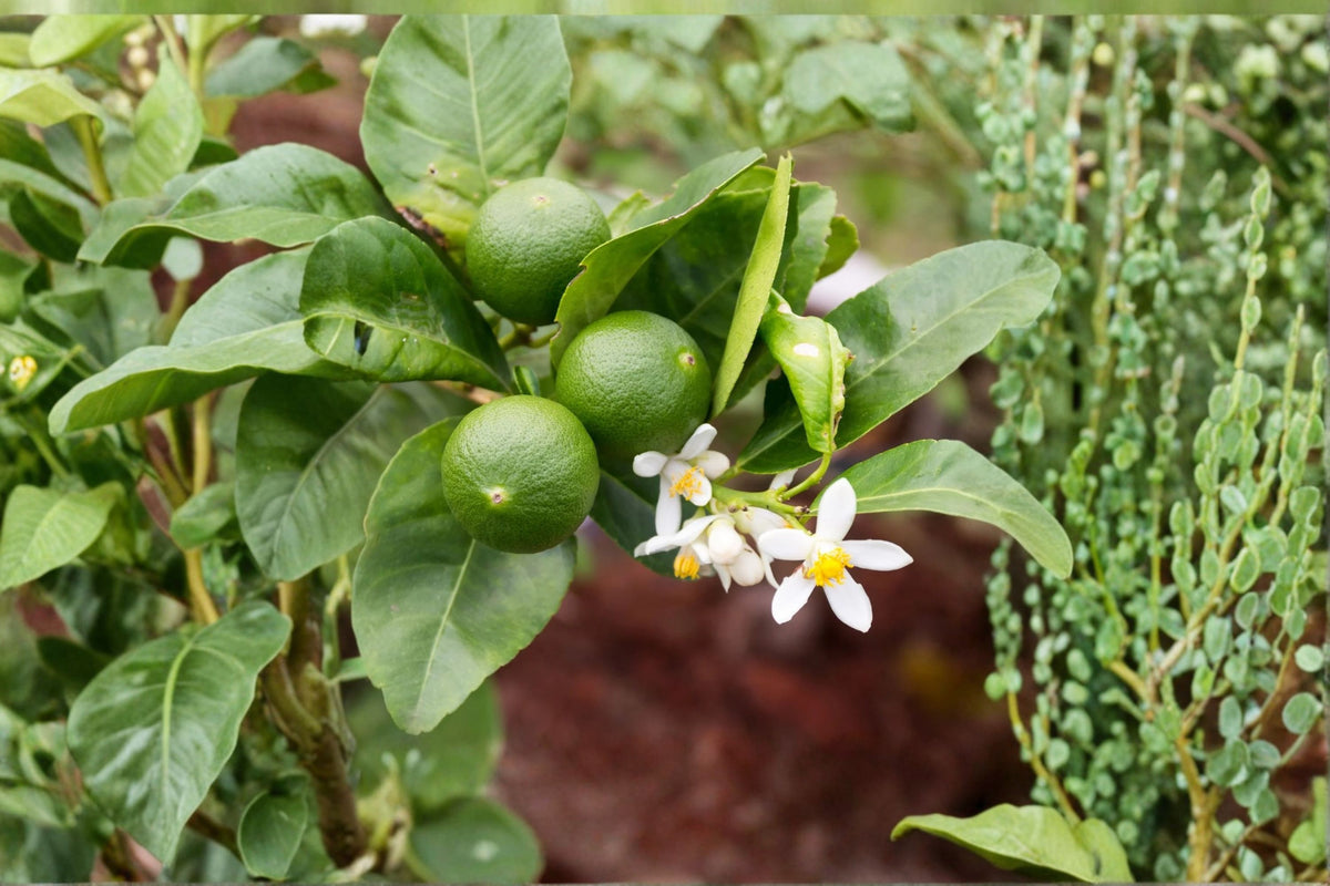 Key Lime Tree Live Plant | Citrus aurantifolia | Tropical Citrus Plant | Fragrant Lime Tree | 2 Inch Pot | 4-6 Inch Starter | Zone 10
