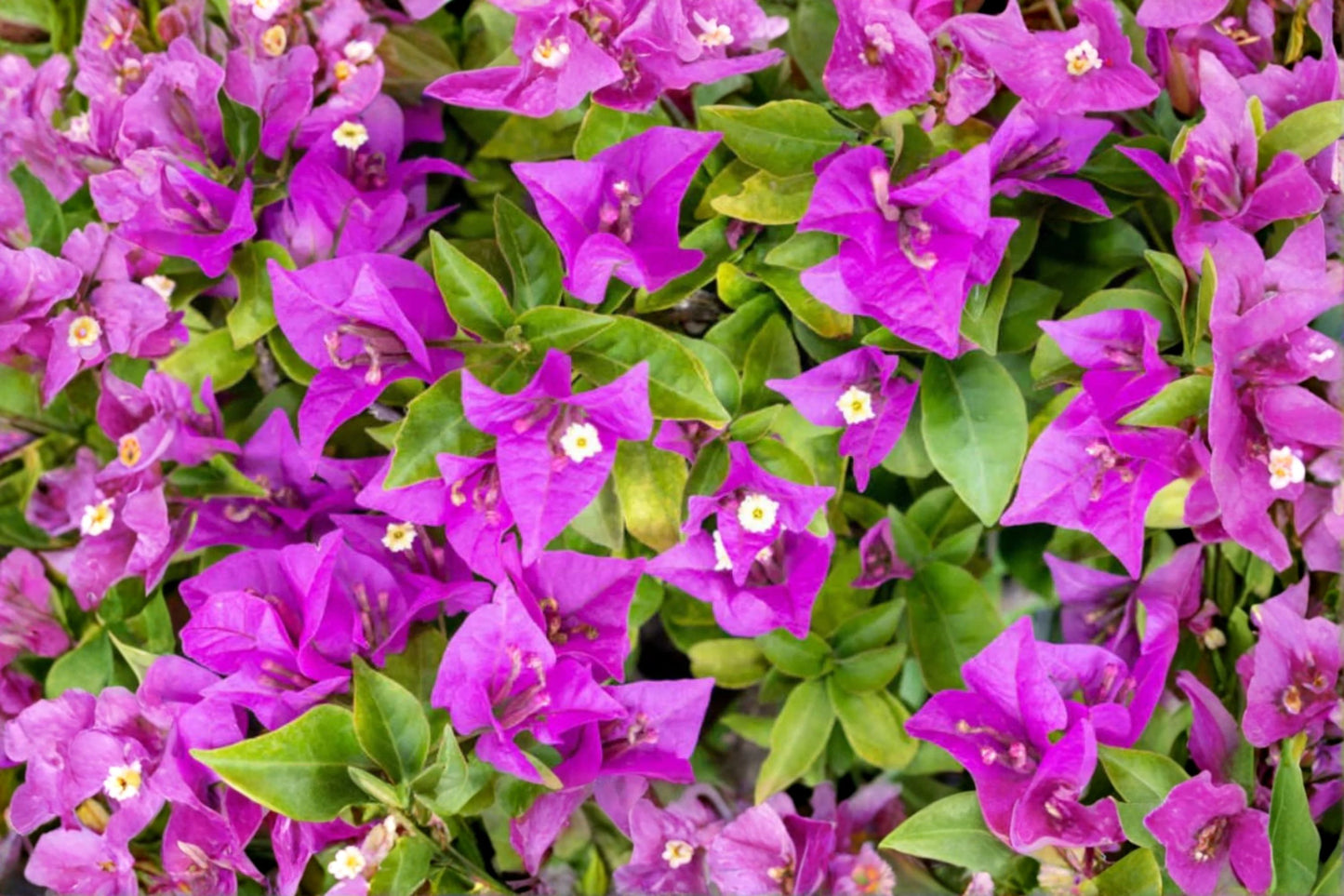 Purple Majesty Bougainvillea Live Starter Plant – Well Rooted Plug – Bougainvillea spp.
