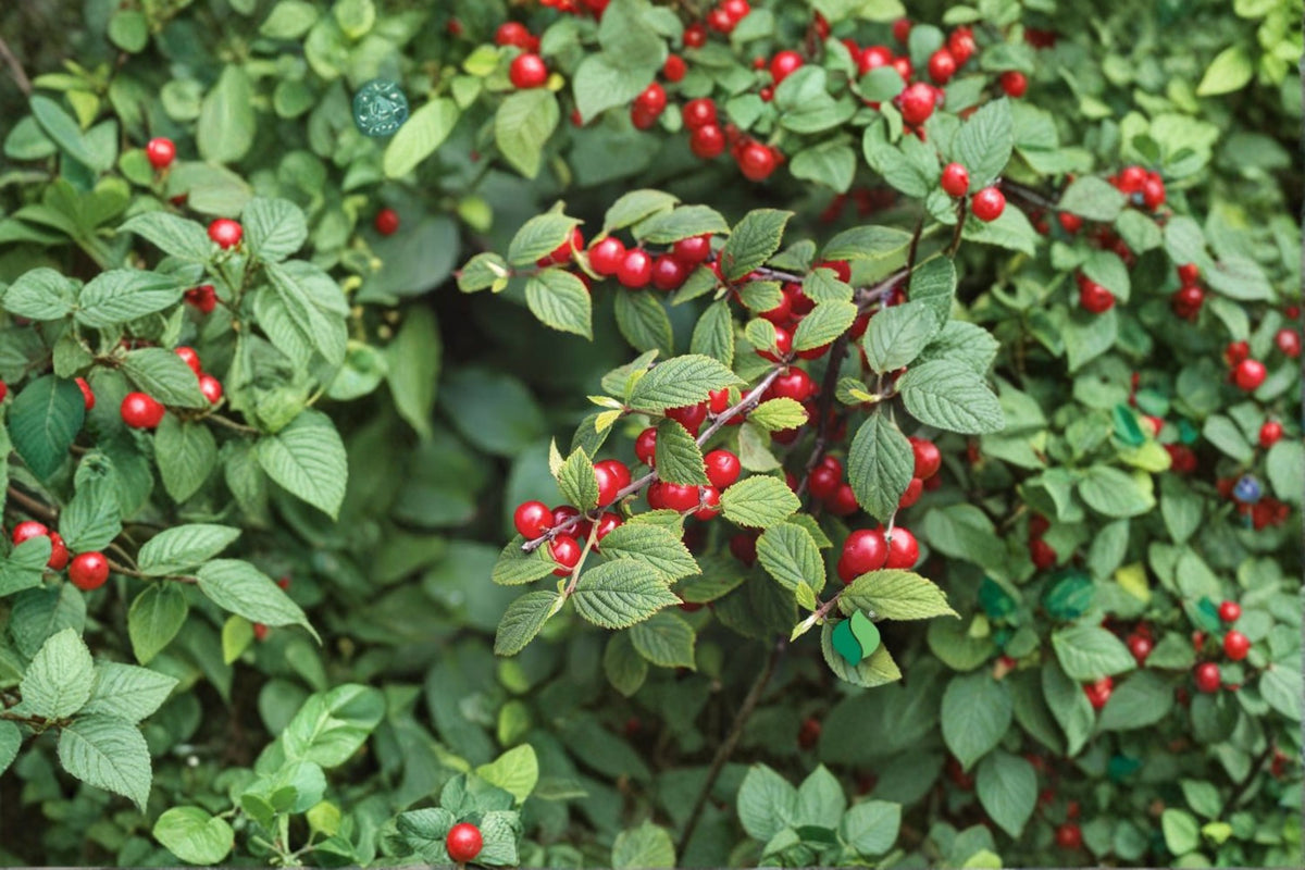2 Nanking Bush Cherry Live Plants | Prunus tomentosa 'Nanking' | 24+ Inch Cherry Shrubs | Fruiting Cherry Bush | Edible Fruit Plant