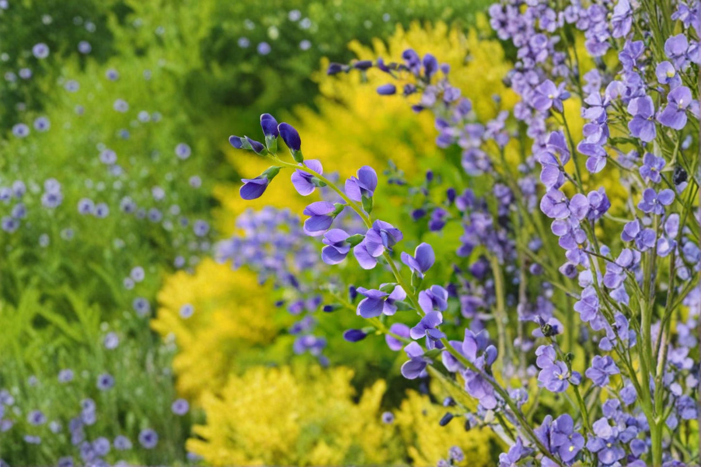 Blue False Indigo Live Plant (18+ Inches) – Baptisia australis