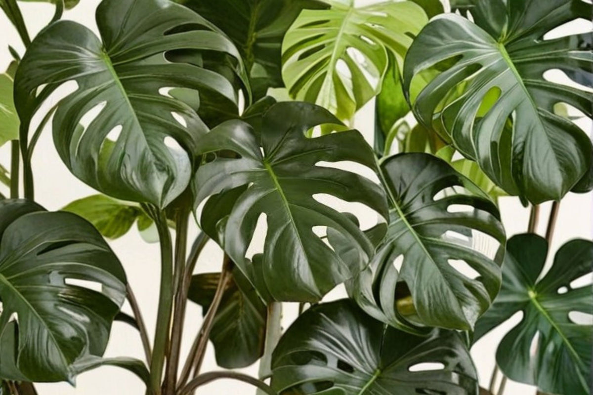 Large Monstera Deliciosa Rooted Cutting | Monstera Live Plant | Swiss Cheese Plant | Tropical Houseplant | Rooted Monstera Cutting