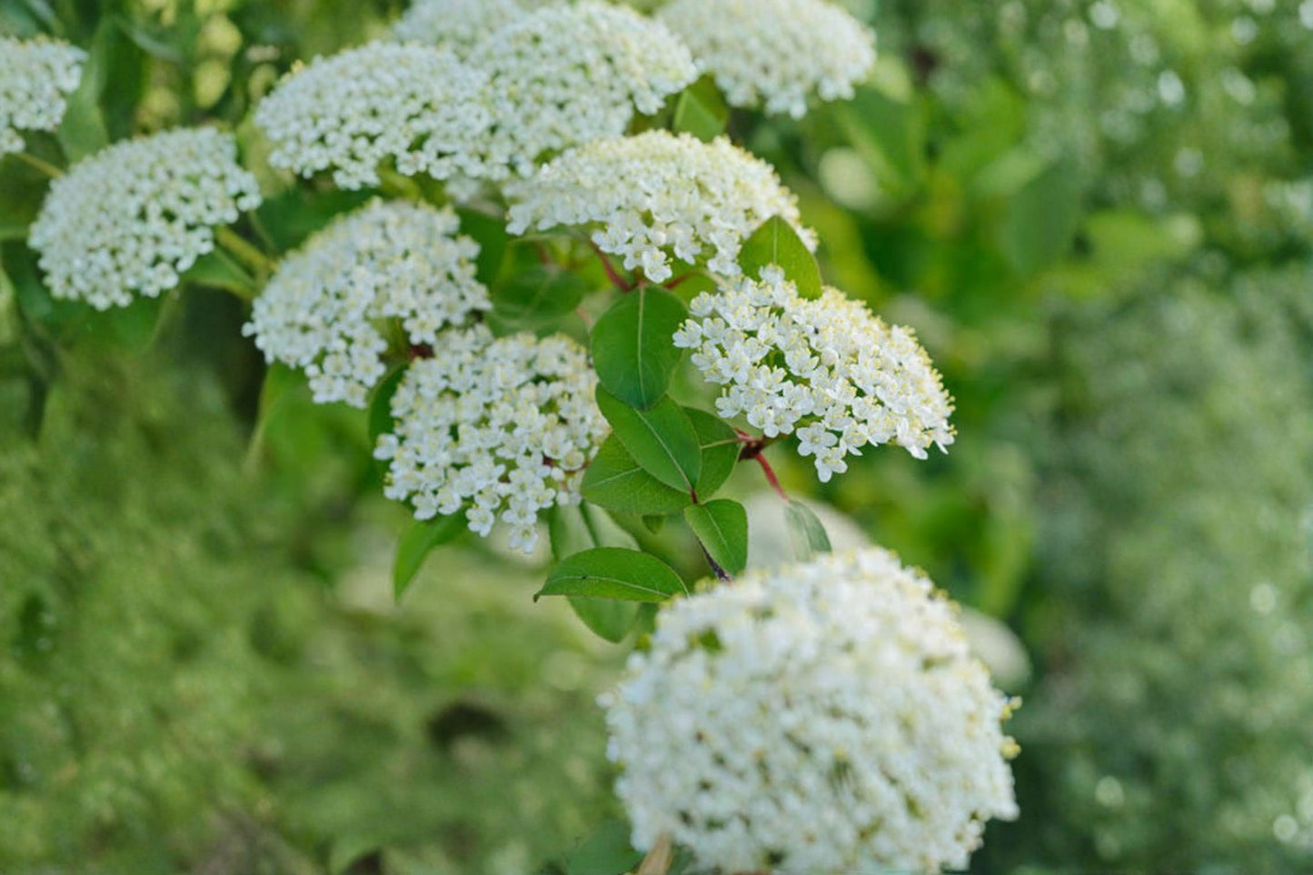 Black Haw Viburnum Live Plant – 6" Tall – 4" Pot – Viburnum prunifolium