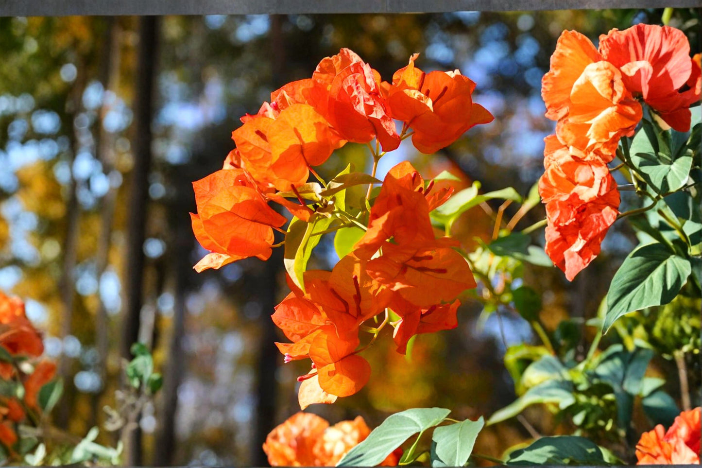 Orange Bougainvillea Live Plant – 25–30" Tall – 1 Gallon Pot – Bougainvillea spp.