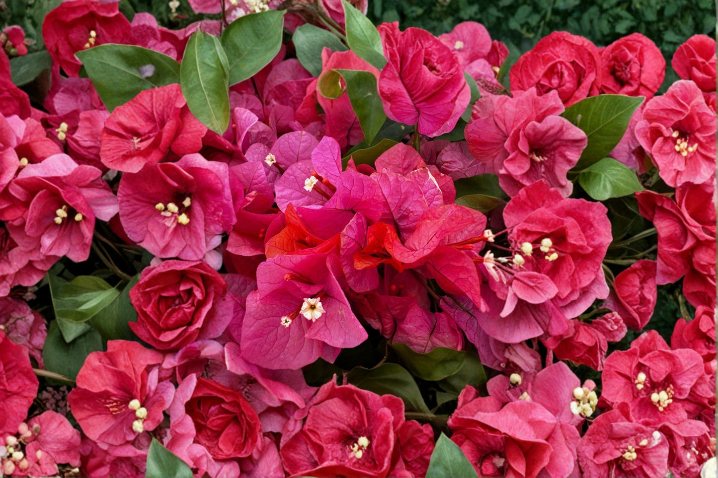 Miss Manila Bougainvillea Live Starter Plant – Well Rooted Plug – Bougainvillea 'Miss Manila'