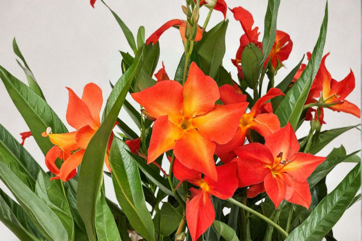Orange Mandevilla Live Plant | 5-6 Inch Starter Vine | Orange Flowering Vine | Climbing Trellis Plant | Tropical Garden Plant | No Pot