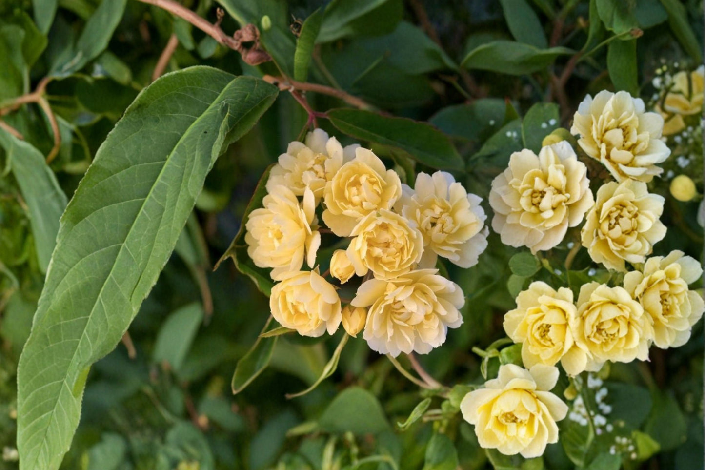 Lady Banks Yellow Climbing Rose Live Plant – 1 QT – Rosa banksiae 'Lutea'