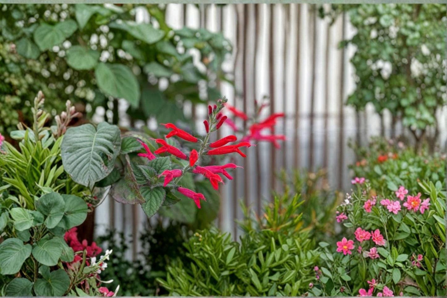 Pineapple Sage Live Plant – 3 Inch Pot – Salvia elegans