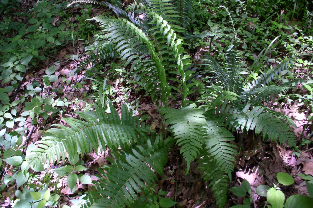 3 Glade Fern Plants (Athyrium pycnocarpon) β Live Bare Root Tennessee Ostrich Fern | Native Shade Perennial | Woodland Garden Plant