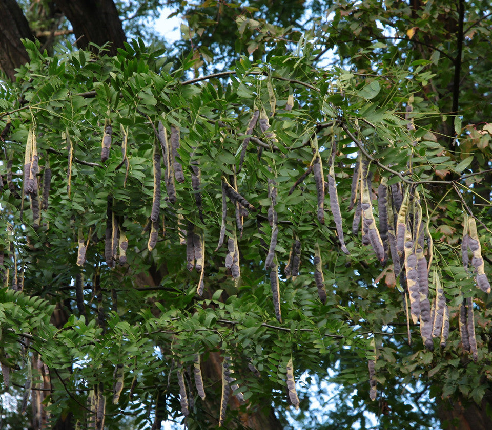 Gleditsia sinensis Seeds ā Chinese Honeylocust, Soap Bean Tree, Hardy Ornamental (10 Seeds)