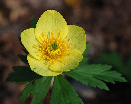 Trollius laxus albiflorus Seeds β American Globeflower, Rare Perennial Wildflower, Wetland & Shade Garden Plant (50 Seeds)