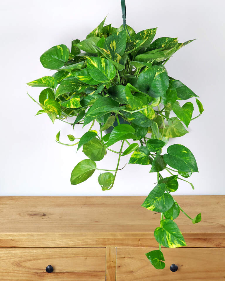 6 Golden Pothos Rooted Cuttings | Live Indoor/Outdoor Plant | 3β6β Long Easy-Grow Vines | Air-Purifying Houseplants