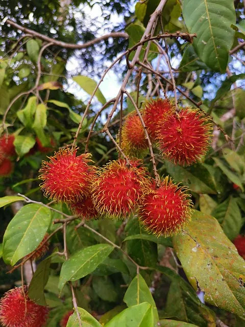 5 Rambutan Tree Cuttings | Nephelium lappaceum | Unrooted 5ā6" Stems for Grafting | Exotic Tropical Hairy Fruit Tree Starter