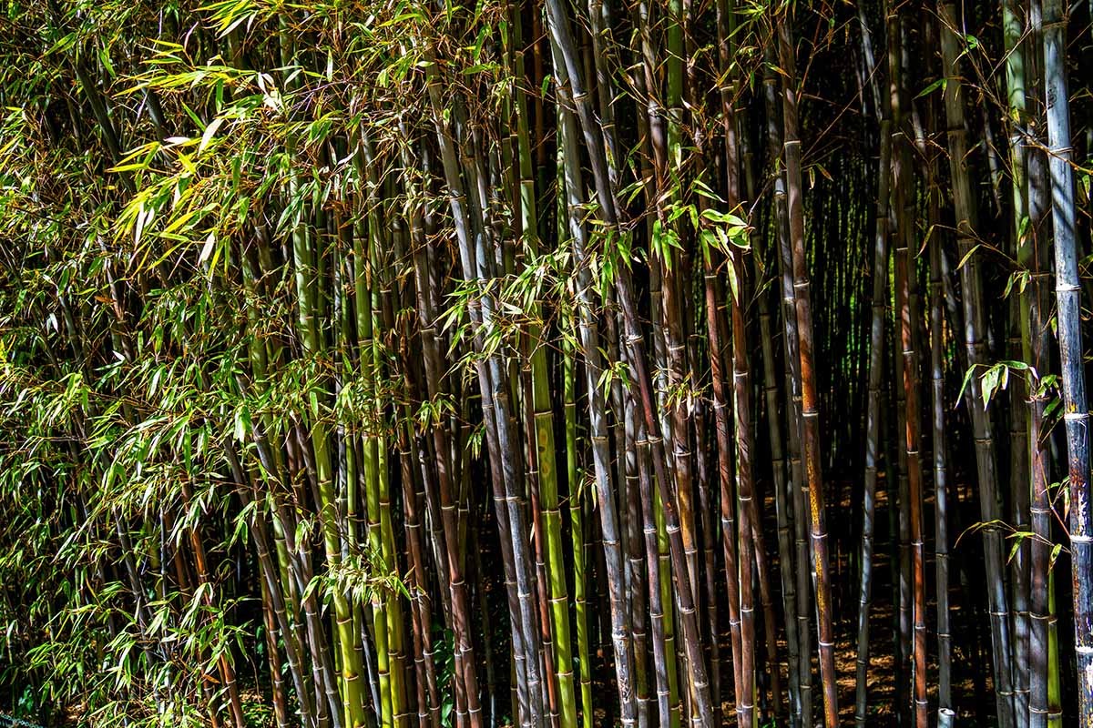 Black Bamboo Rhizomes β Phyllostachys nigra, Bare Root, Fast-Growing, Rare Black Canes, Cold Hardy Bamboo for Landscaping & Privacy