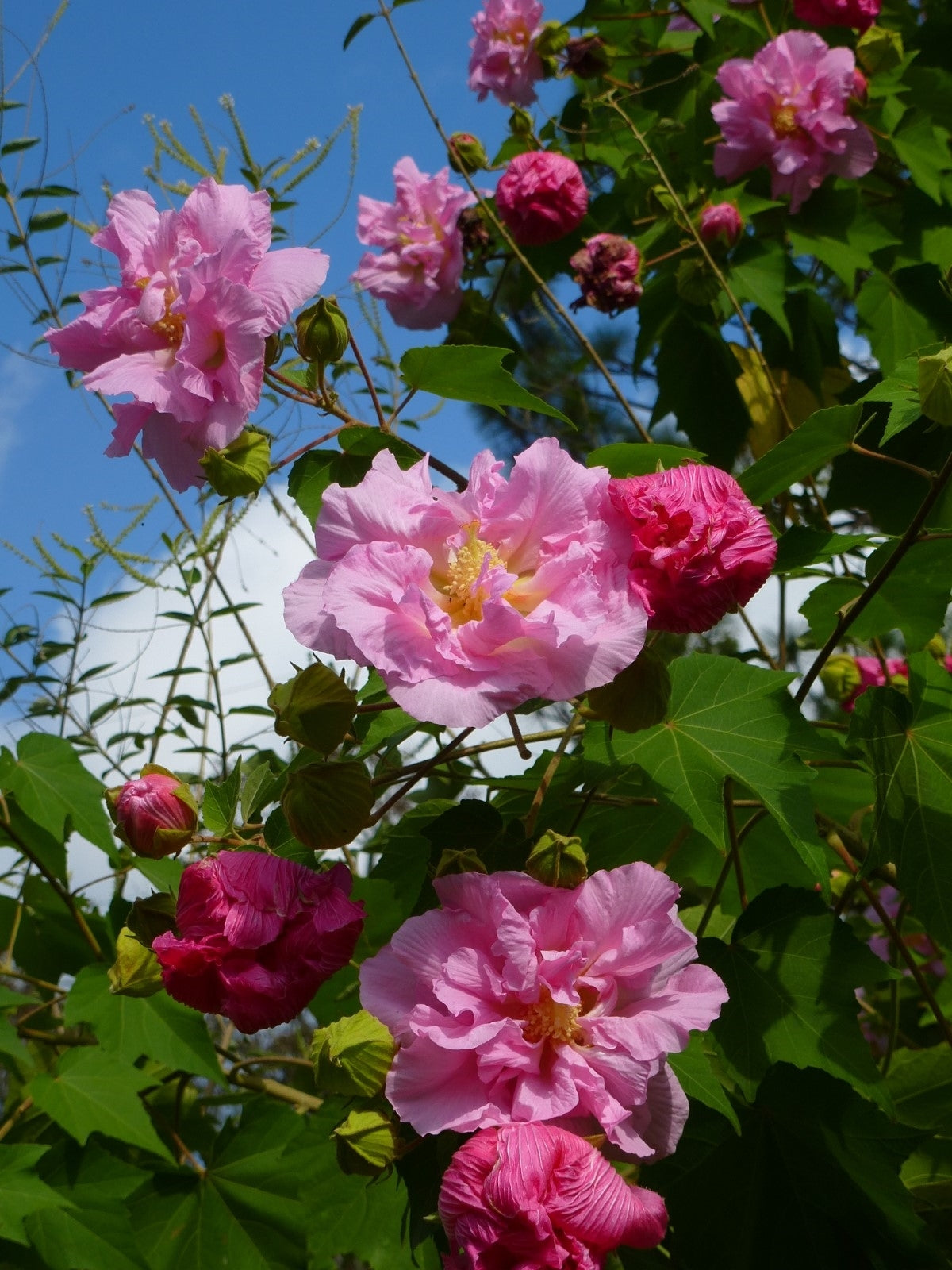 Hibiscus mutabilis Cuttings β 4 Unrooted Cotton Rose Starts β Color-Changing Flowering Shrub with White to Pink Blooms for Garden