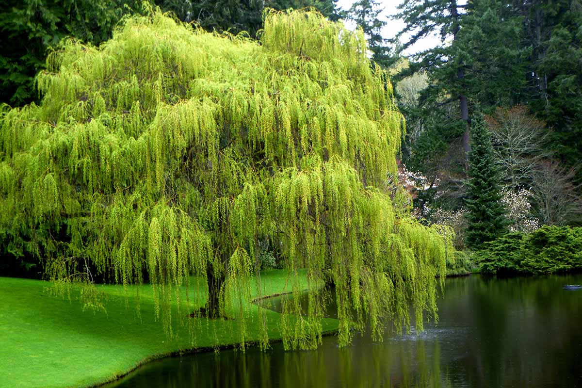10 Weeping Willow Tree Cuttings β Fresh Unrooted Starts, Salix babylonica, Fast-Growing Shade Tree for Propagation & Landscaping