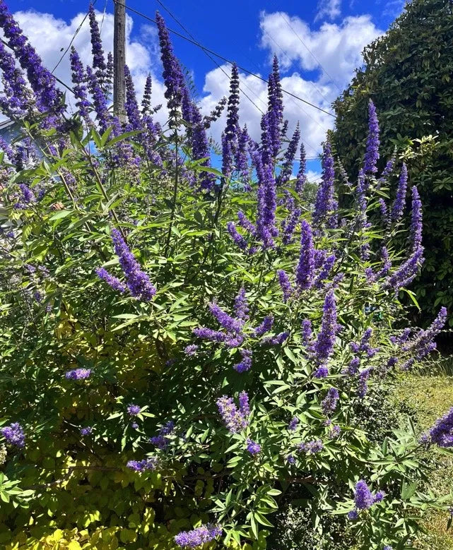 Vitex agnus-castus Cuttings β 10 Unrooted Chaste Tree Starts β Blue Flowering Shrub for Garden, Landscape, or Ornamental Use