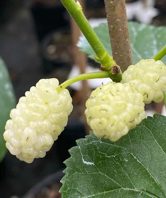 2 White Mulberry Trees (Morus alba) Bareroot 1ā2ft | Fast Growing Fruit Trees | Sweet Edible Berries | Hardy Shade Plants
