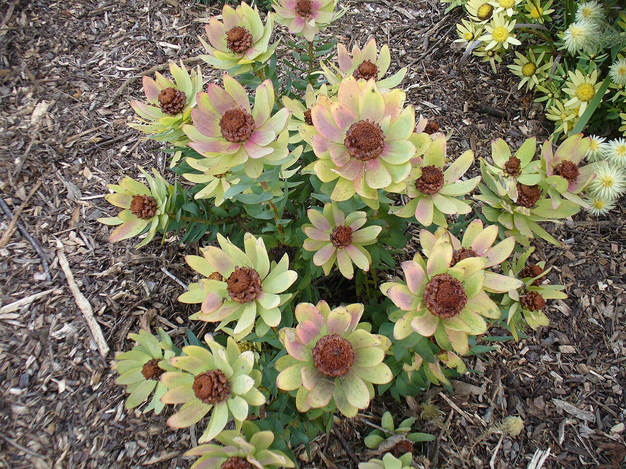 Leucadendron tinctum Seeds ā Conebush, South African Protea Shrub, Evergreen Ornamental (5 Seeds)