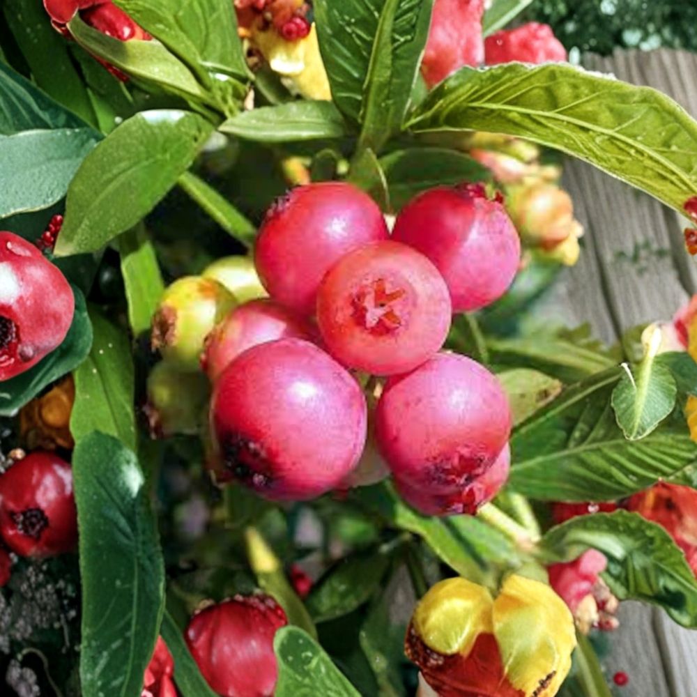 Blueberry ‘Pink Lemonade’ Live Berry Bush | Pink Fruiting Blueberry Plant | Sweet Edible Landscape Shrub | #3 Container Grown