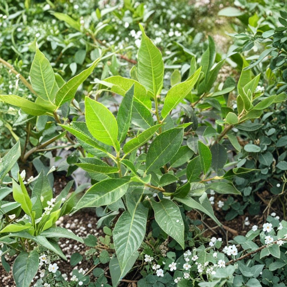 Jim Dandy Winterberry Holly – Live Male Pollinator Shrub | 1 Gallon Pot Plant | Ilex verticillata Pollinator For Female Winterberry Hollies