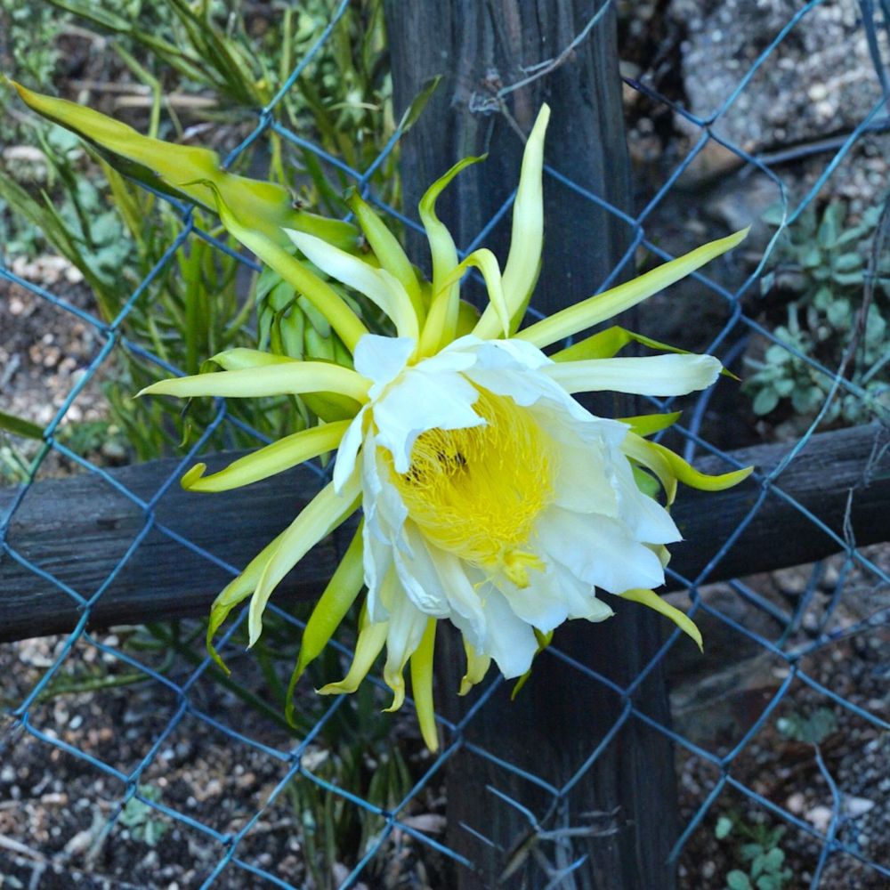 American Beauty Dragon Fruit – Fresh Cuttings | Set of 3 | 8–10 Inches Long | Self-Pollinating Cactus | Easy to Grow