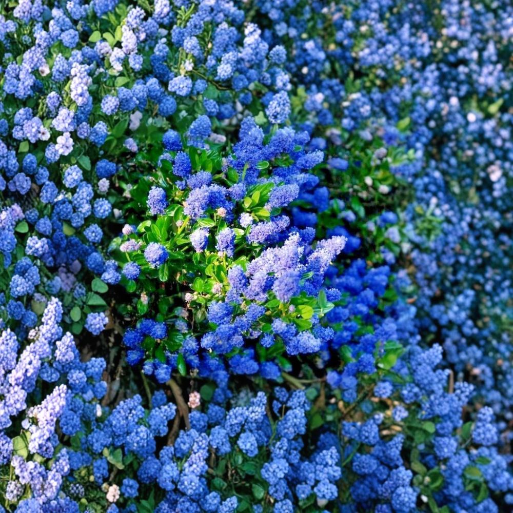 California Lilac – Ceanothus Live Plant Cuttings | 3 Unrooted 6-Inch Cuttings | Evergreen Flowering Shrub | Easy to Propagate