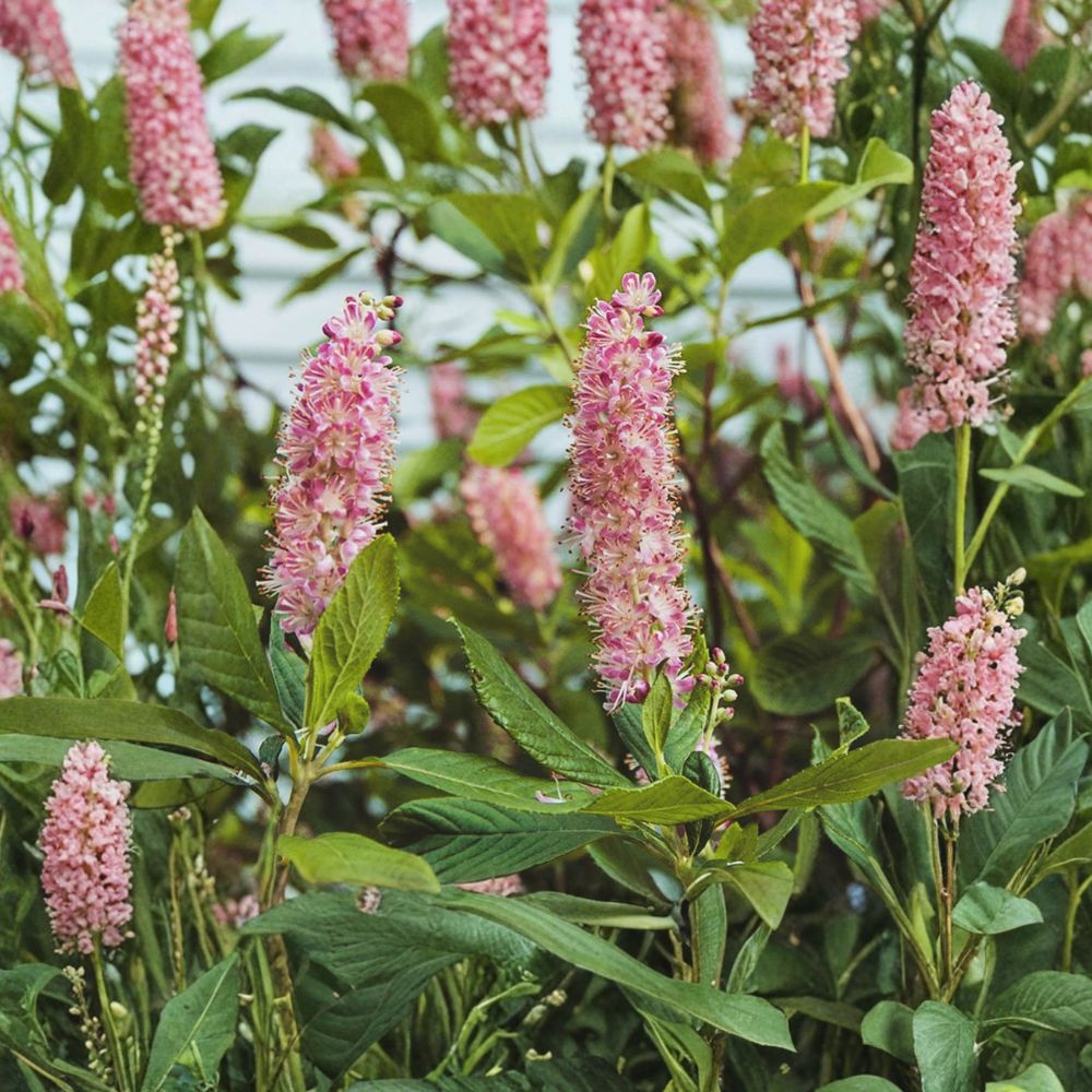 Ruby Spice Summersweet – Live Native Flowering Shrub | 4 Inch Pot Starter Plant | Fragrant Pink Clethra | Pollinator Friendly Landscape Plant