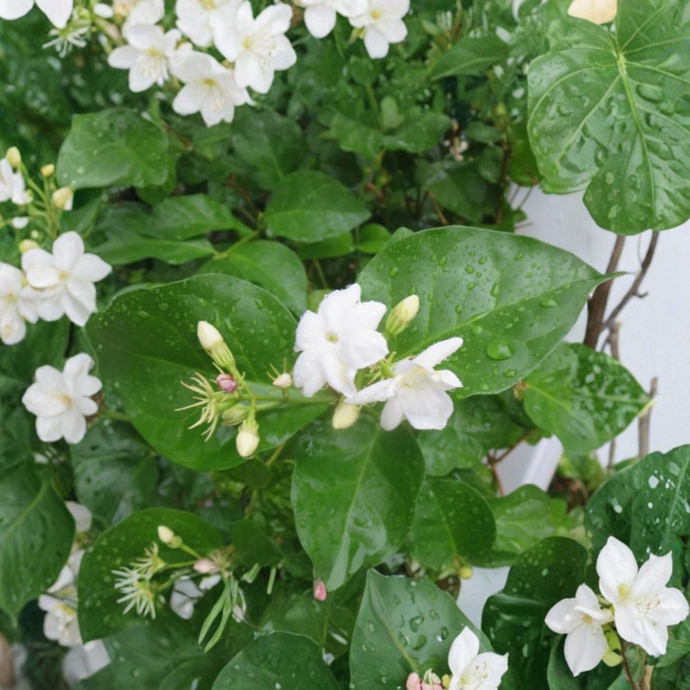 Jasmine – Jasminum sambac Fresh Unrooted Cuttings | Set of 5 | 6 Inches Long | Fragrant Arabian Jasmine | Easy to Propagate