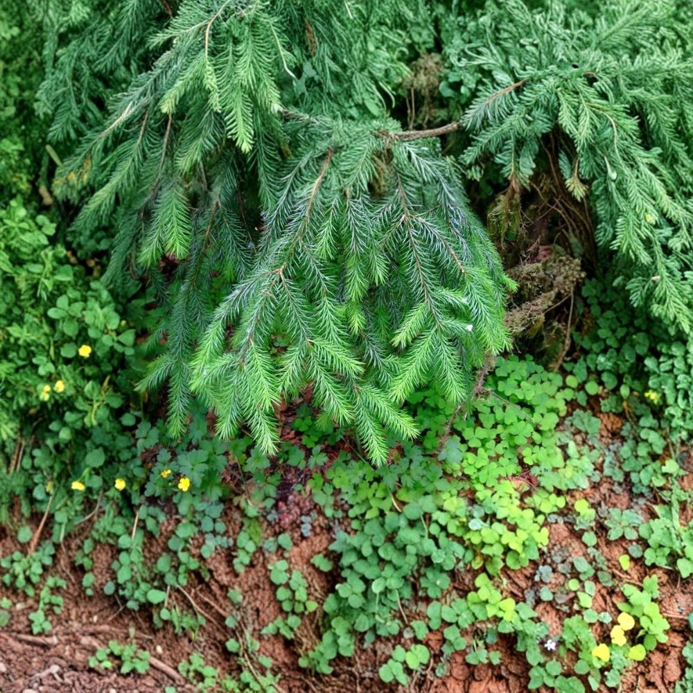 5 Live Sitka Spruce Starter Plants | Bare Root Picea sitchensis | 6–12 Inches Tall | Fast Growing Evergreen Tree | Privacy & Landscape Tree