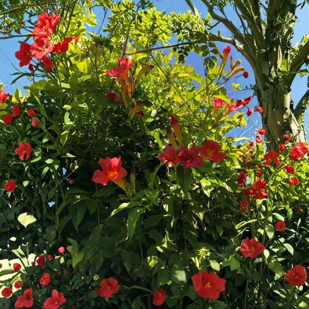 Scarlet Trumpet Vine Cuttings – 15+ Live Cuttings | Amphilophium buccinatorium | Organic Climbing Vine | Hummingbird & Butterfly Plant