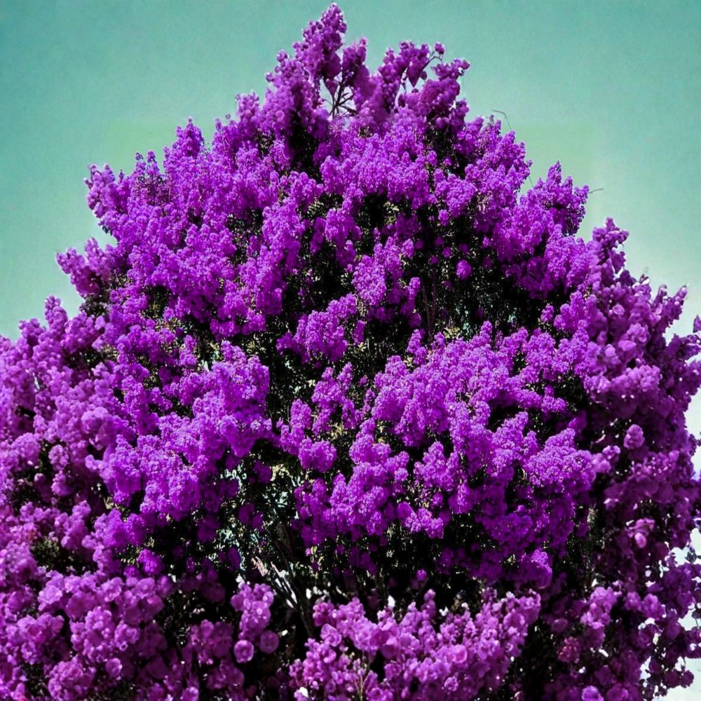 Dark Purple Crape Myrtle – Lagerstroemia Live Rooted Plants | Set of 2 | 6 Inches Tall | Bare Root Flowering Tree | Easy to Grow