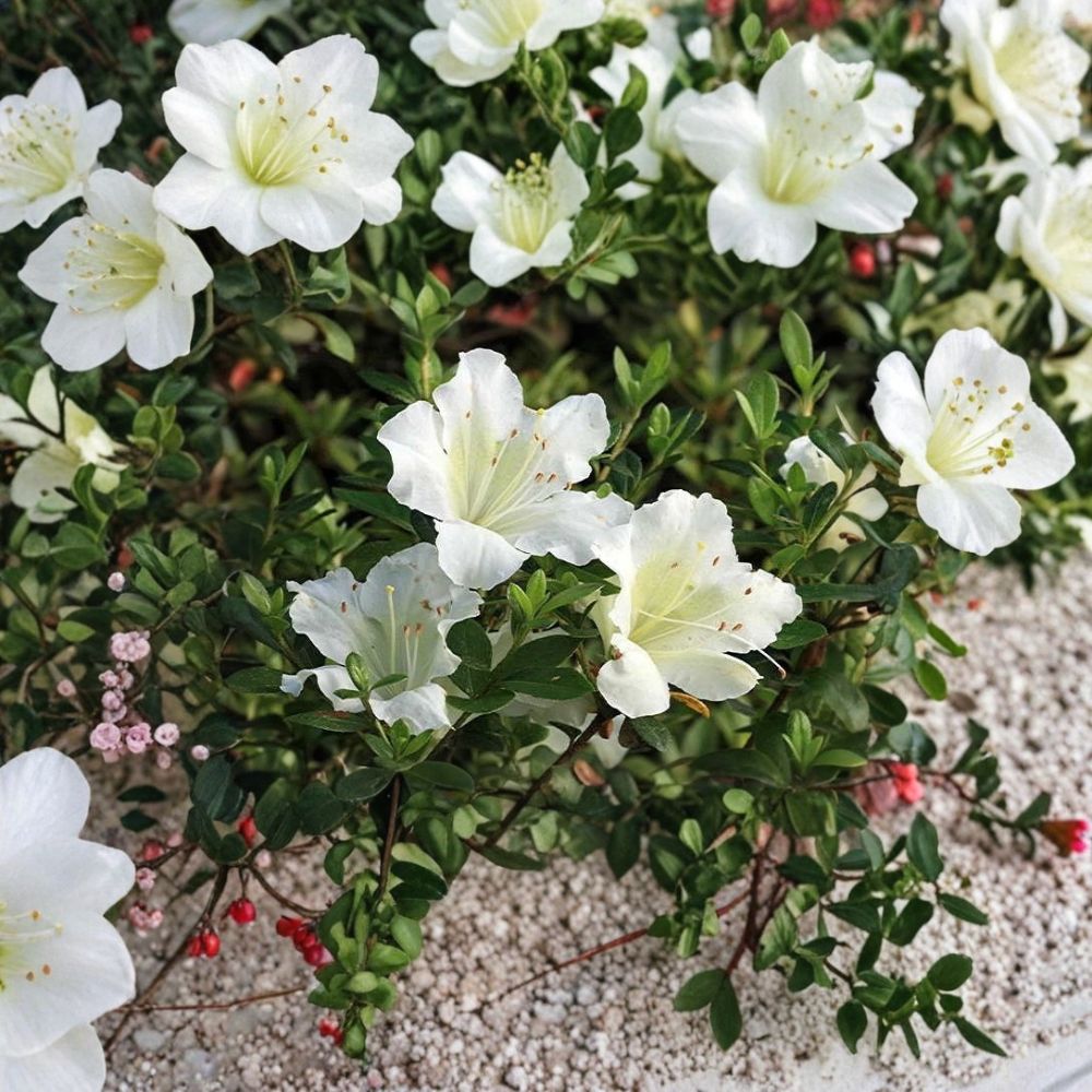 White Gumpo Dwarf Azalea Live Starter Plant | Bare Root Starter | Evergreen Flowering Shrub | Shade Garden Friendly | Easy to Grow