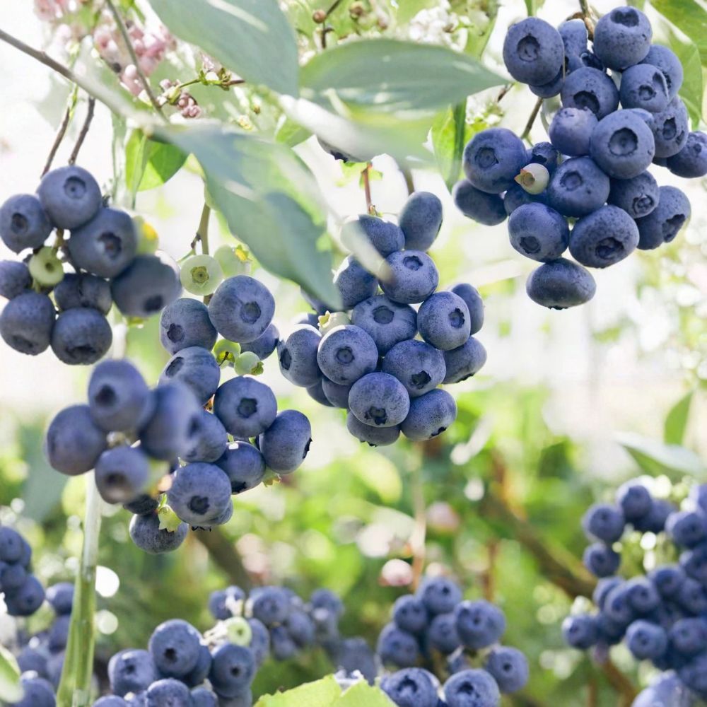 Blueberry Jersey Bare Root Live Plant | 1-Pack Bare Root Shrub | Sweet Blueberry Bush | Cold Hardy & Self-Pollinating | Easy to Grow