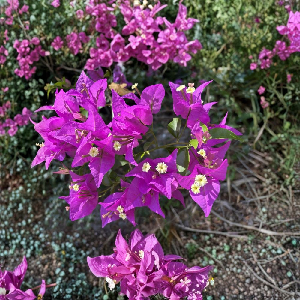 Bougainvillea Purple Lavender – Live Plant Cuttings | 6 Unrooted Cuttings | Fast Growing Flowering Vine | Easy to Propagate