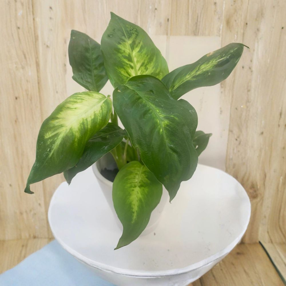 Rooted Pothos Houseplant Bundle – Epipremnum aureum Live Plants | 3 Rooted Pots | Easy Care Indoor Plant | Balcony & Home Décor | Air Purifying