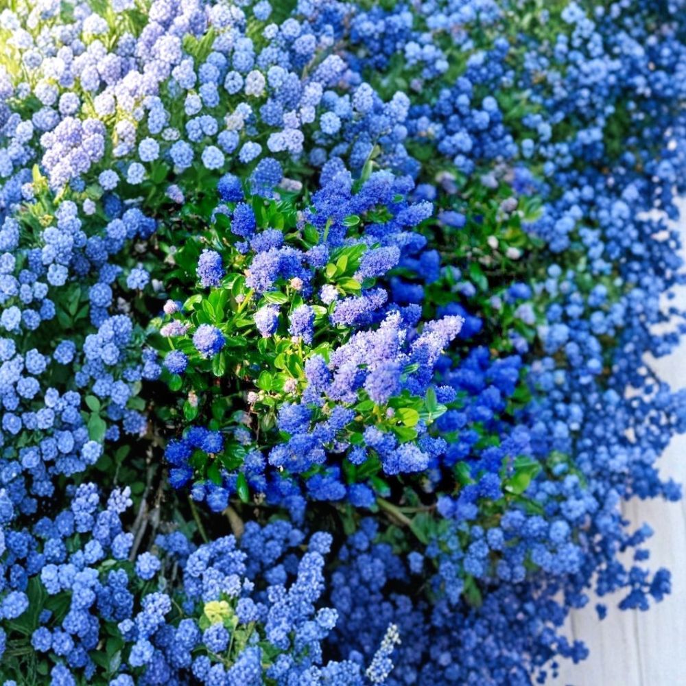 California Lilac Cuttings – 3 Live Unrooted Cuttings | 6 Inches Long | Ceanothus | Evergreen Flowering Shrub | Easy to Grow