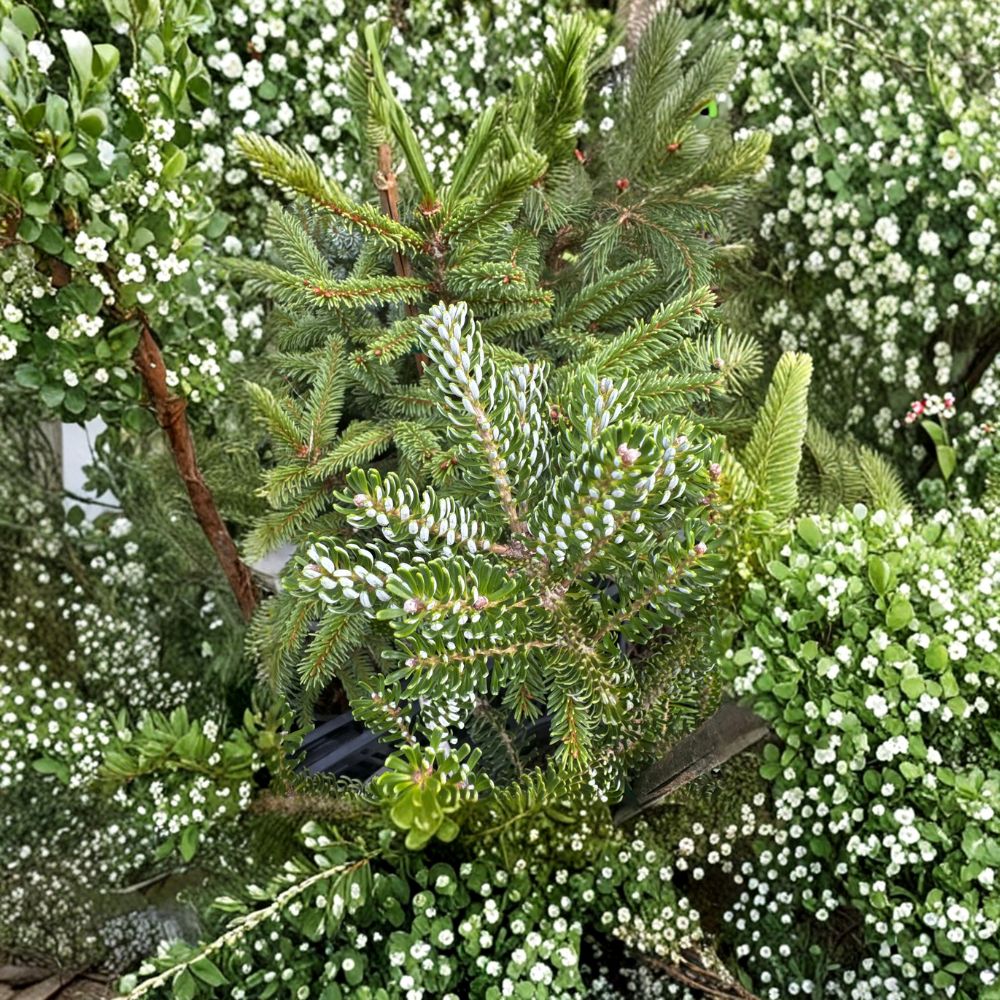 Horstmann’s Silberlocke Korean Fir – Live Evergreen Conifer | 12 Inch Tall Plant | 1 Gallon Pot | Abies koreana Silver Needle Fir