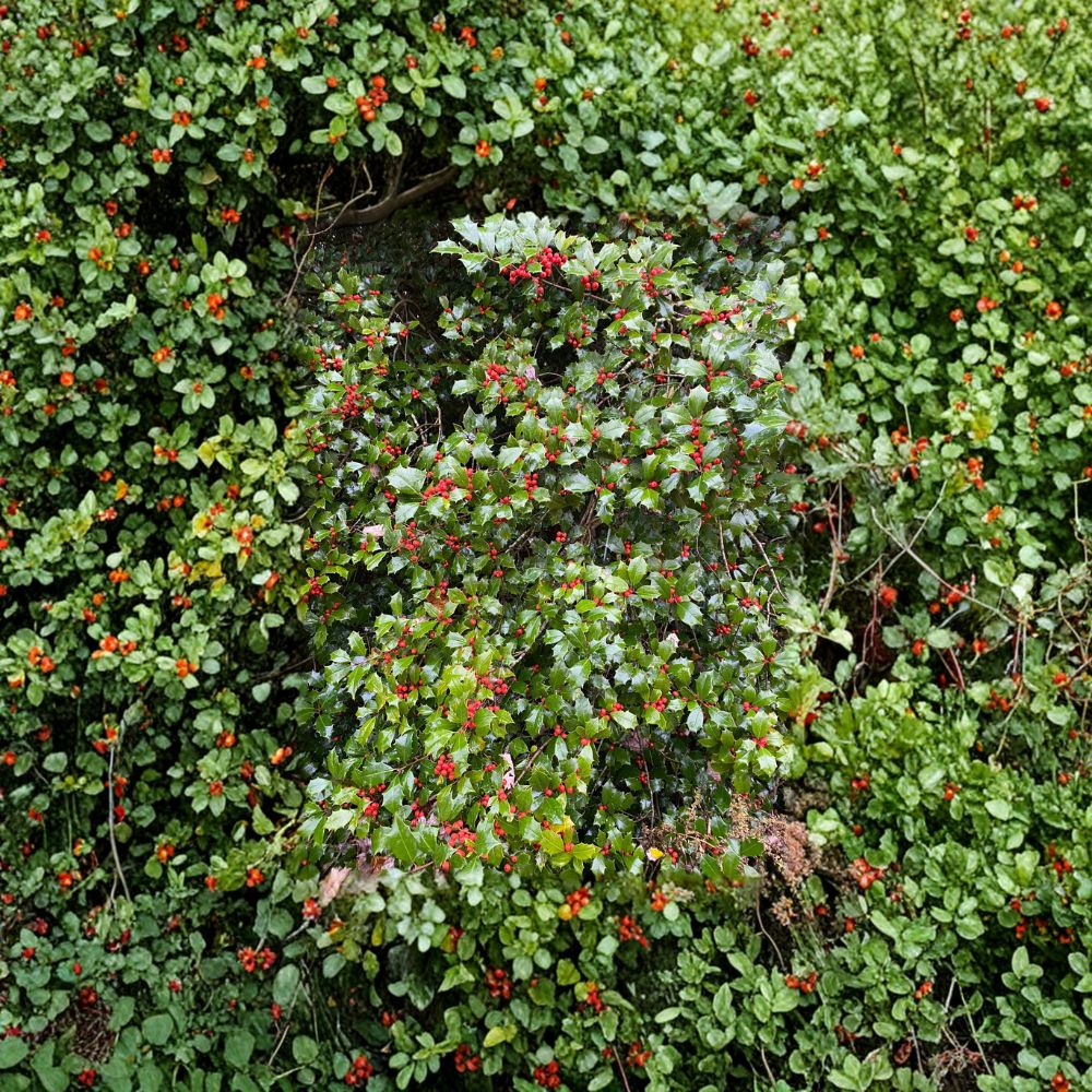 Mrs. Santa American Holly – Live Female Evergreen Holly | Quart Pot Plant | Ilex opaca With Red Berries | Hardy Landscape Shrub