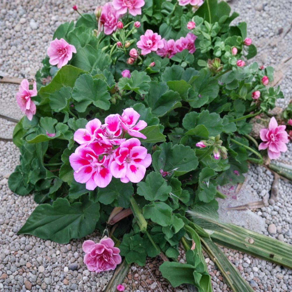 Pink Geranium – Pelargonium Live Plant Cuttings | 2 Starter Cuttings | 6 Inches Long | Fragrant Flowering Plant | Easy to Root
