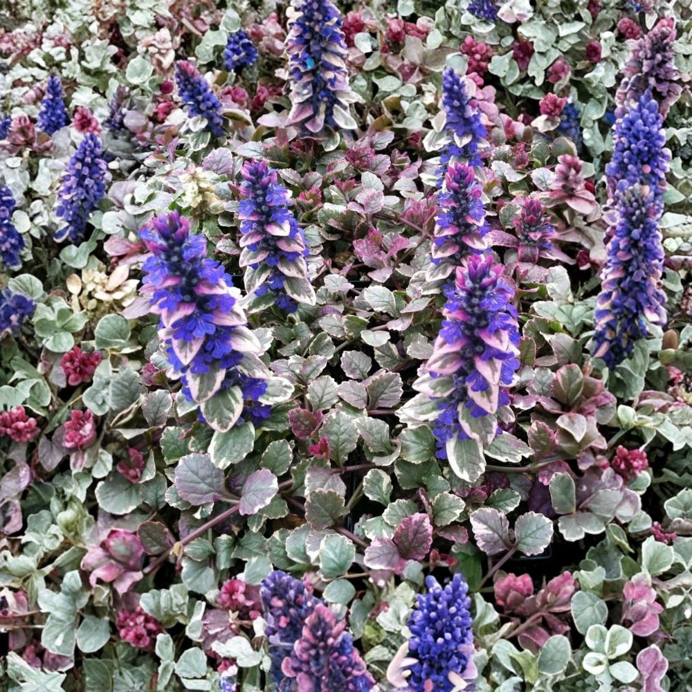Ajuga 'Burgundy Glow' Live Starter Plant | Bugleweed Ground Cover | Includes Nursery Pot | Colorful Foliage | Shade Garden Friendly | Easy to Grow