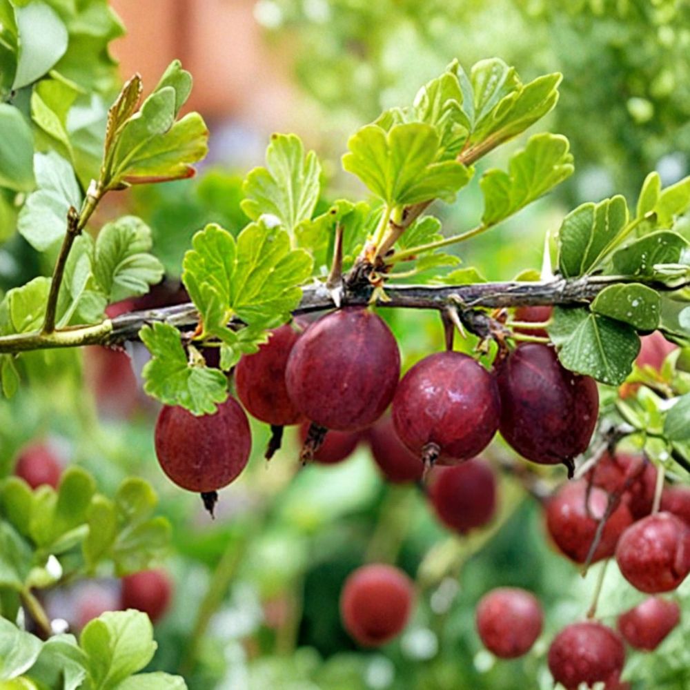 Hinnomaki Red Gooseberry Live Rooted Starter Plant | Edible Fruit Shrub | Self-Pollinating | Cold Hardy Berry Bush | Easy to Grow